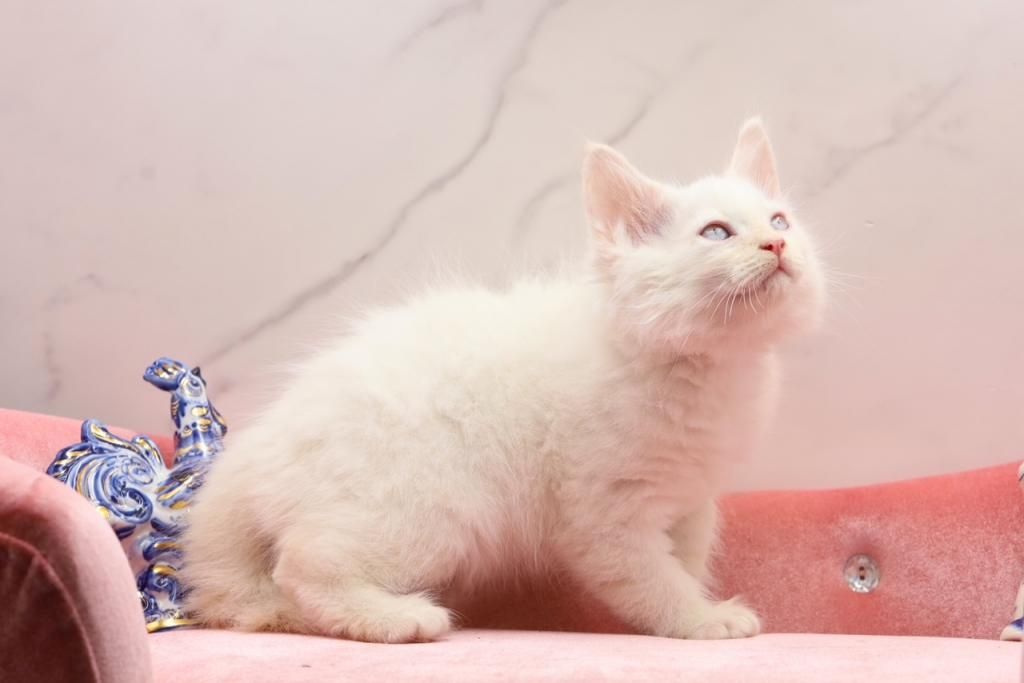 Sibirische Kätzchen