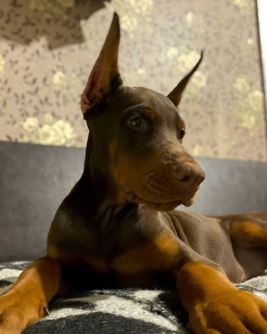 Dobermann-Welpen,