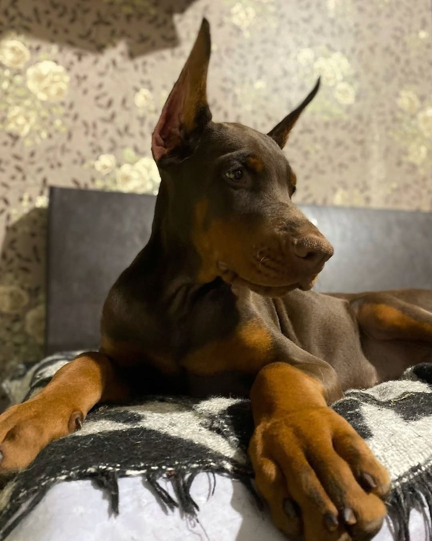 Dobermann-Welpen