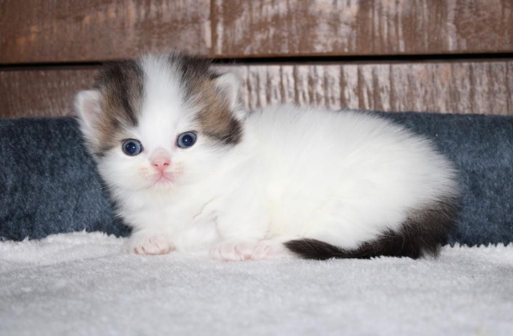 Munchkin-Kätzchen