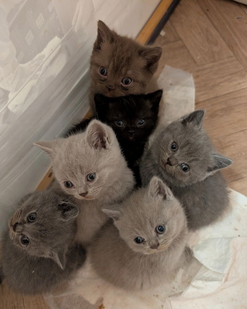 Britisch Kurzhaar Kätzchen