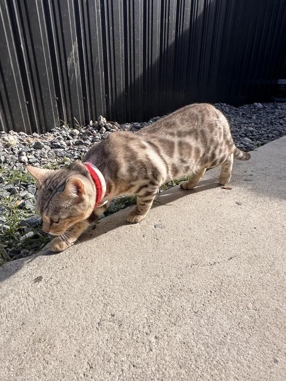 Bengalkatzen zu verkaufen