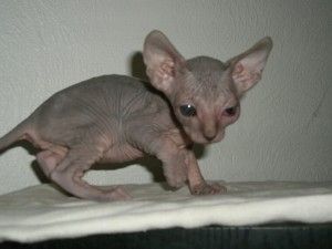 Süße Sphynx-Kätzchen