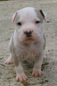 American Pitbull Terrier Welpen
