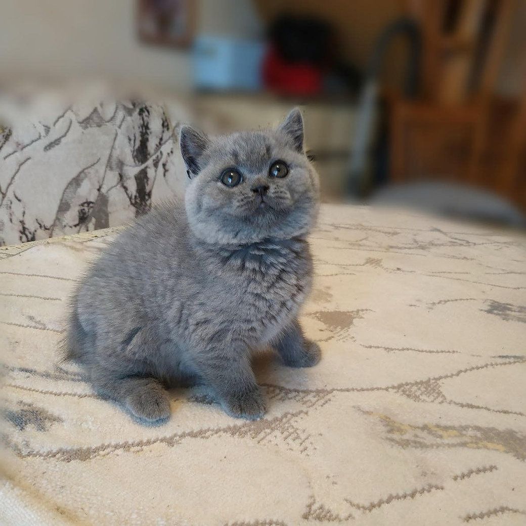 Reinrassige BKH Kätzchen - Britisch Kurzhaar Kitten