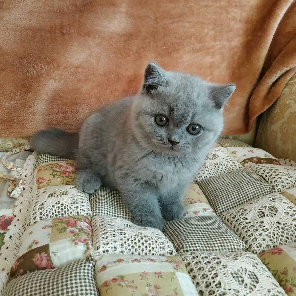 Reinrassige BKH Kätzchen - Britisch Kurzhaar Kitten