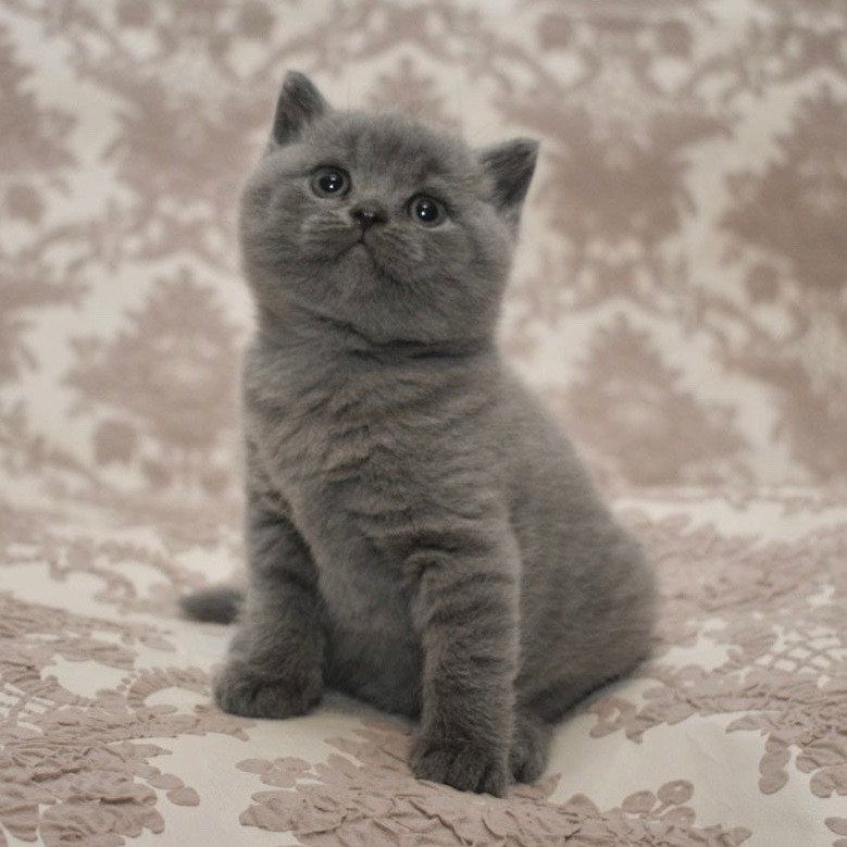 Reinrassige Britisch kurzhaar Katzen