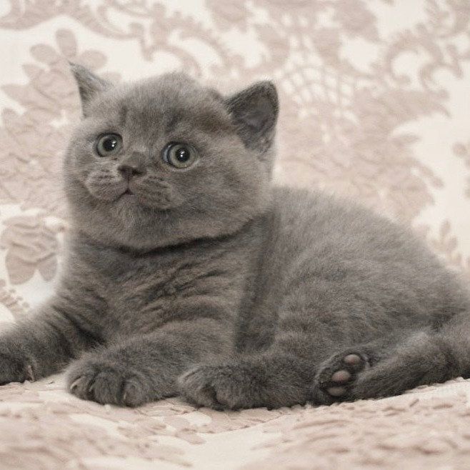 Reinrassige Britisch kurzhaar Katzen