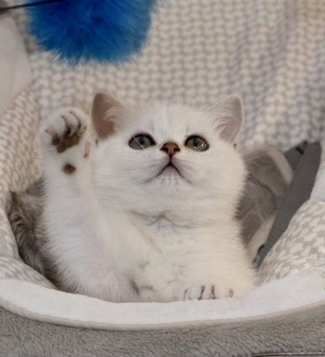 BKH Kitten mit Stammbaum Mädchen und Jungen