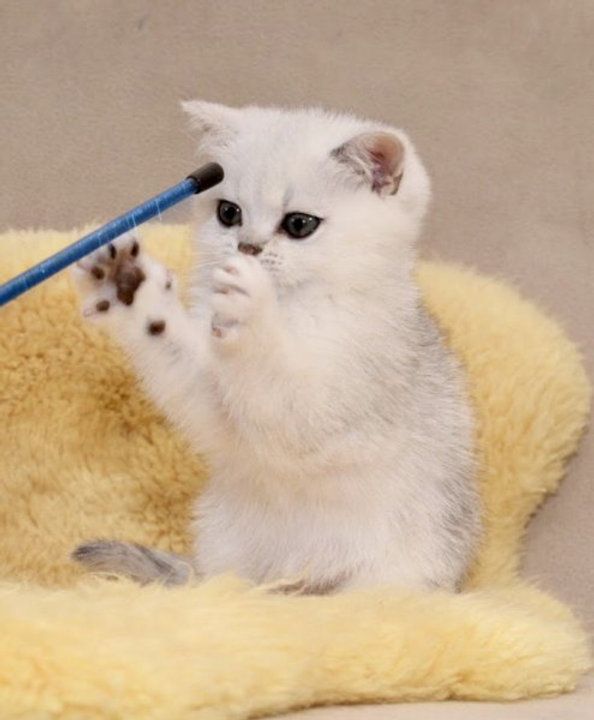 BKH Kitten mit Stammbaum Mädchen und Jungen