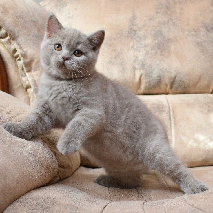 BKH Kitten mit Stammbaum Mädchen und Jungen