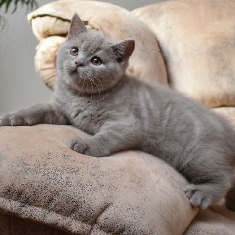 BKH Kitten mit Stammbaum Mädchen und Jungen