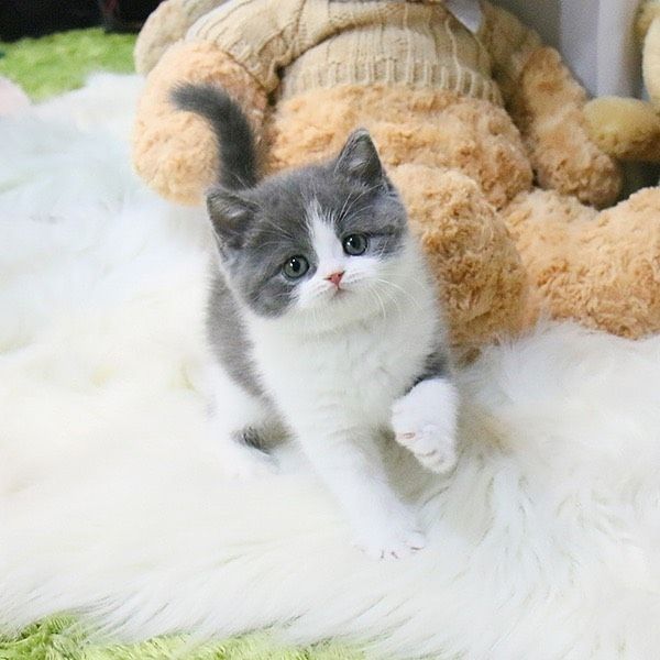 Britische Kurzhaar Katzen!!