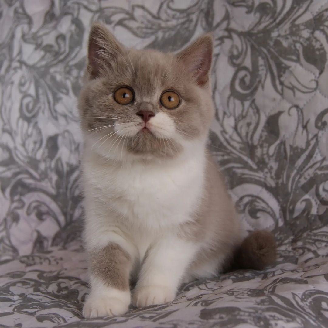 Britische Kurzhaar Katzen!!