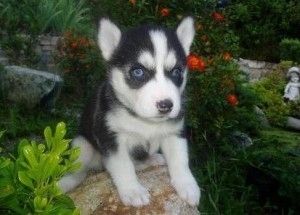 Siberian Husky Welpen