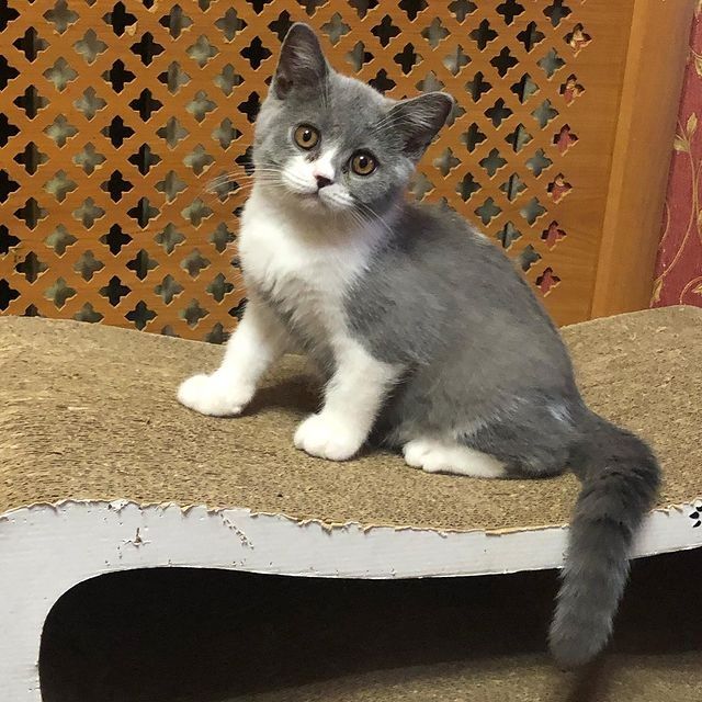 Bkh britisch kurzhaar kitten