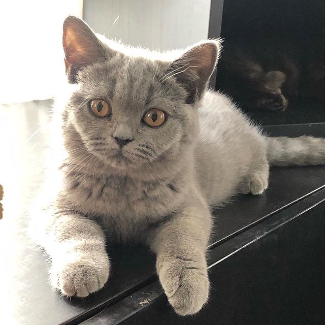 Bkh britisch kurzhaar kitten