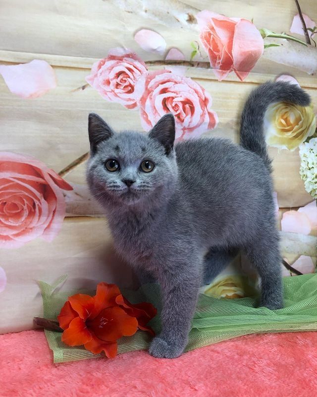 Bkh britisch kurzhaar kitten