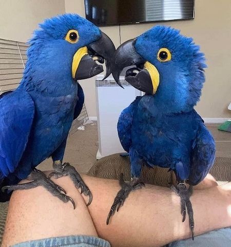 Hyazinth-Ara verfügbar