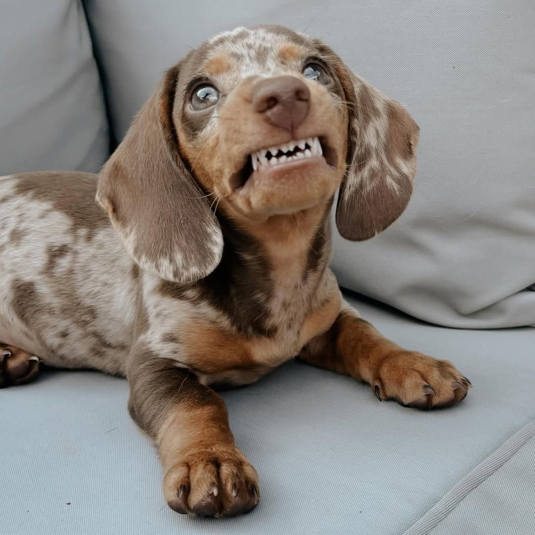 Tolle Zwergdackel/Dackel Welpen suchen geeignete Familien Tolle Zwergdackel/Dackel Welpen suchen geeignete Familien