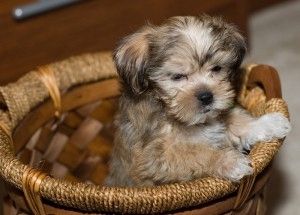 männliche und weibliche Shih Tzu-Welpen