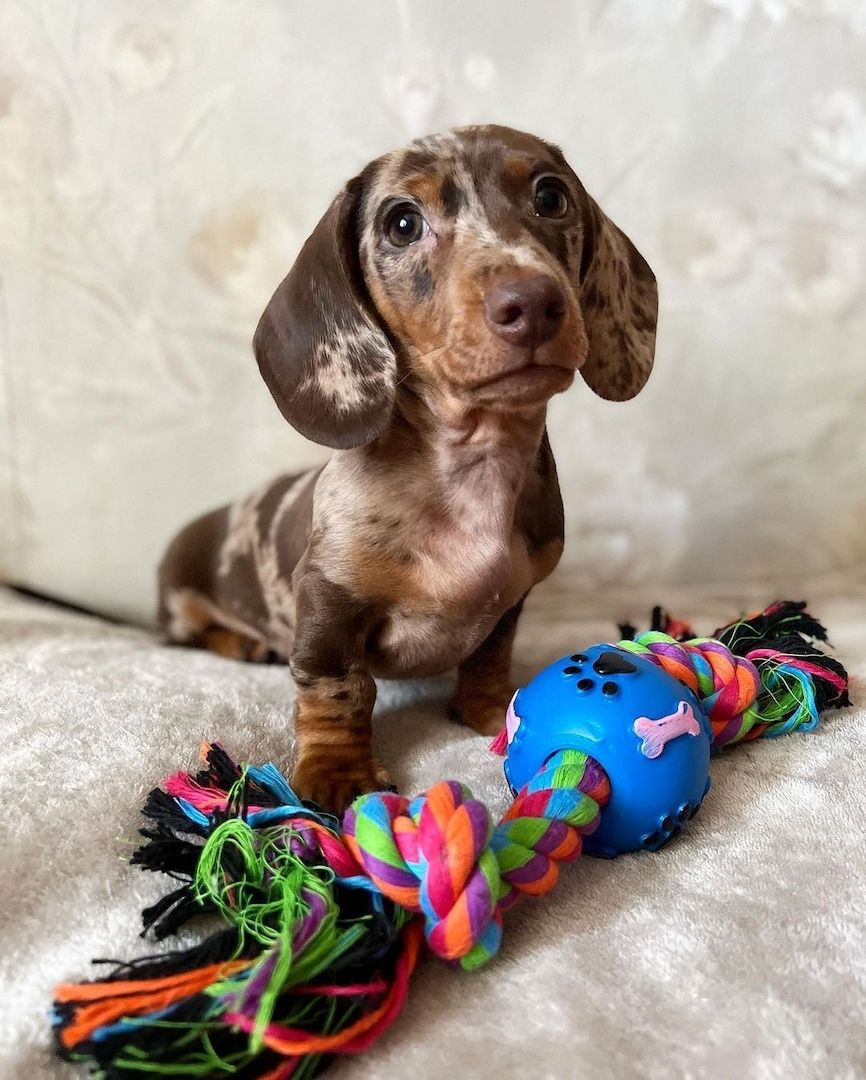 Wunderschöne Reinrassige Zwergdackel Babys(WhatsApp) +49 152 146 89441