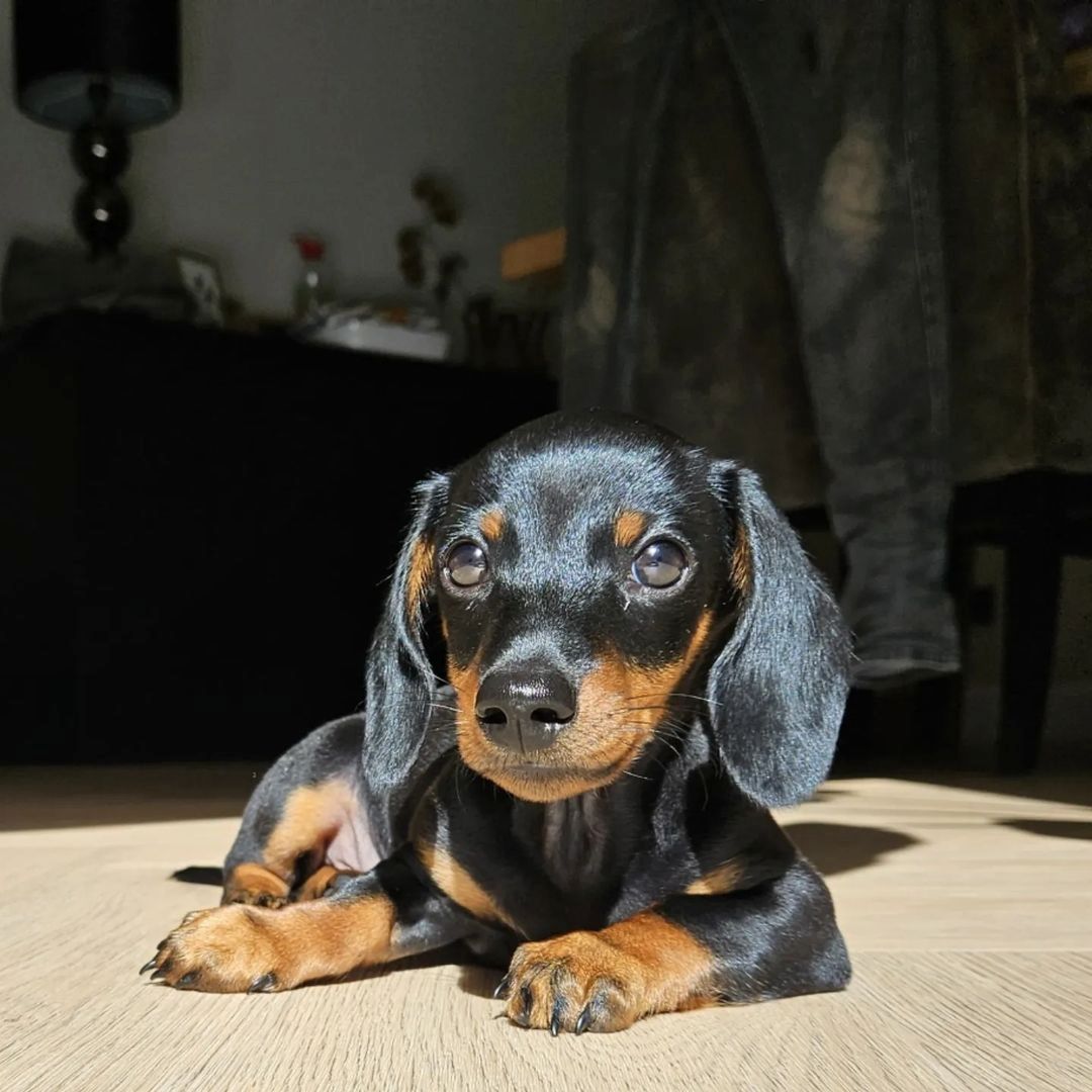 Wunderschöne Reinrassige Zwergdackel Babys(WhatsApp) +49 152 146 89441