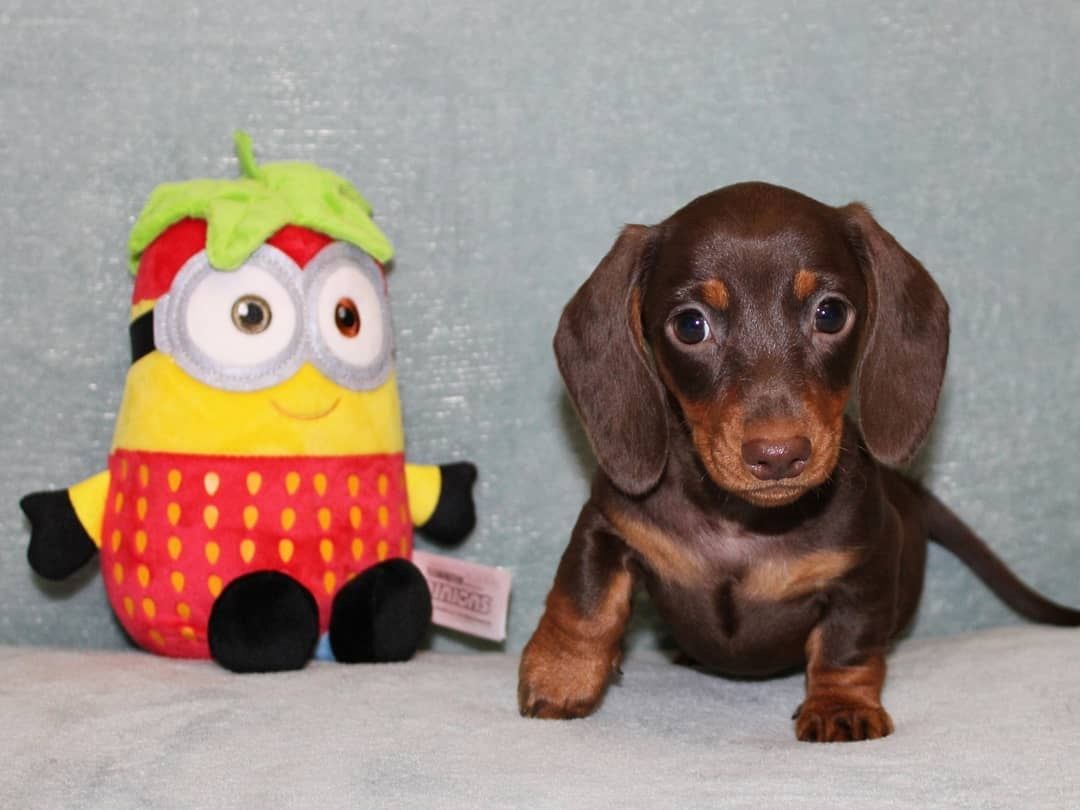 Wunderschöne Reinrassige Zwergdackel Babys(WhatsApp) +49 152 146 89441