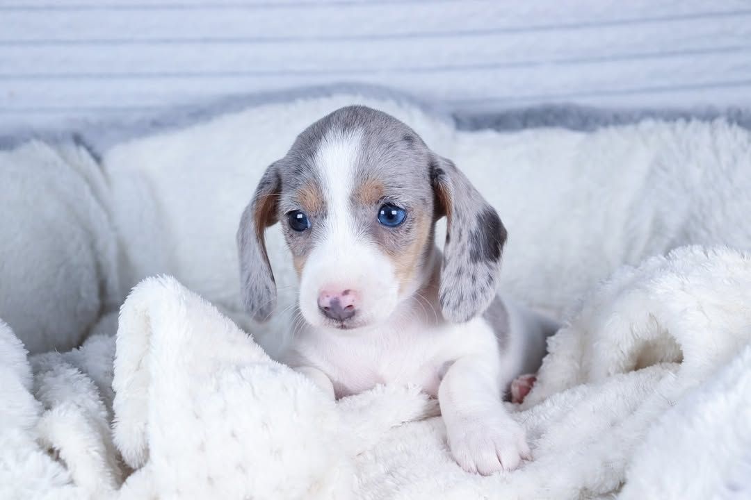 Amerikanische Zwergdackel Dackel suchen Traumzuhause