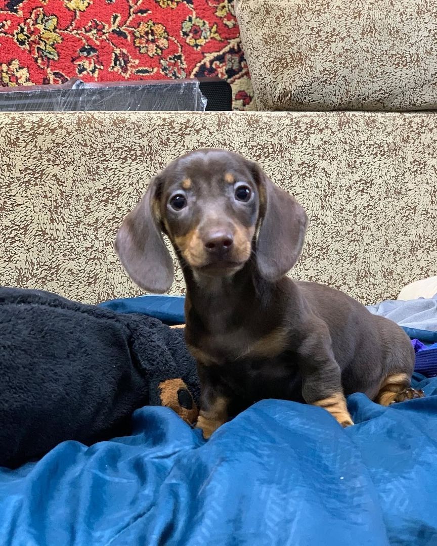 Amerikanische Zwergdackel Dackel suchen Traumzuhause