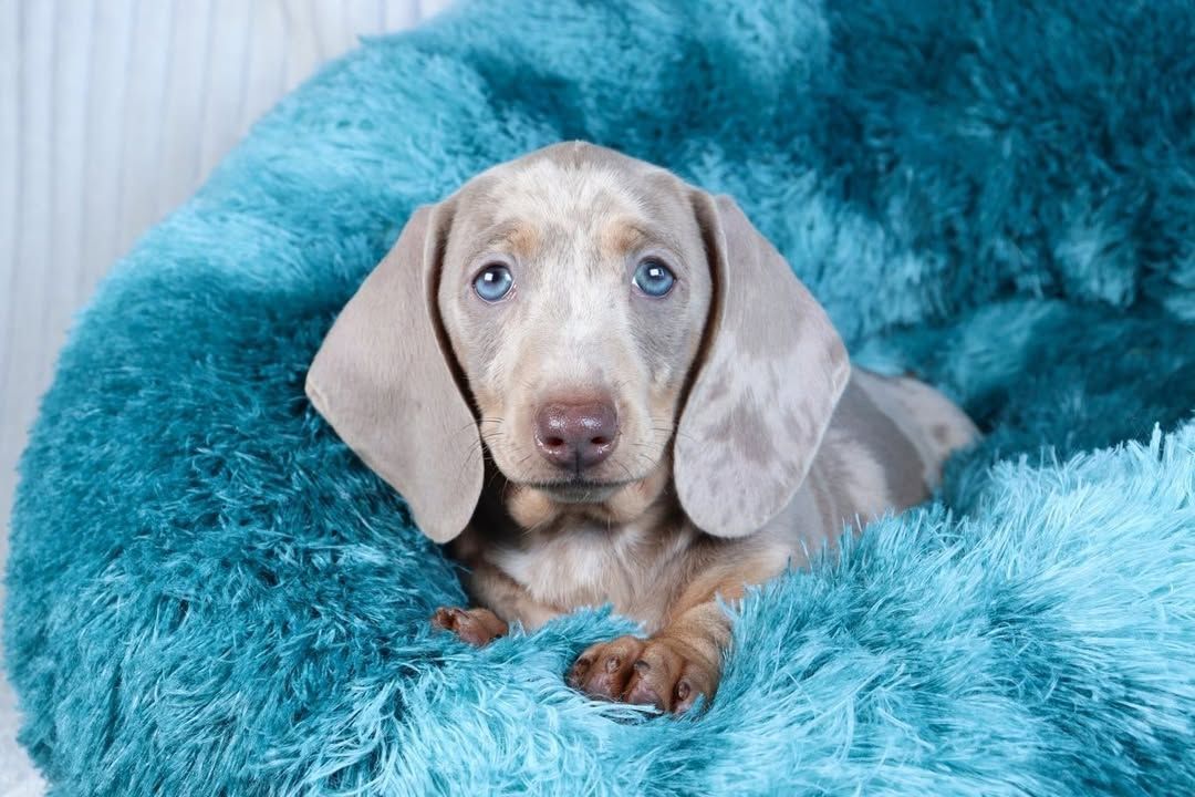 Zuckersüße Rabauken sind bereit die Welt zu erobern Zwergdackel Dackel Welpen