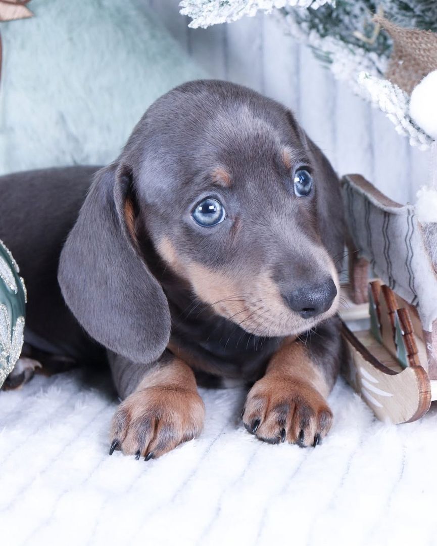 Zuckersüße Rabauken sind bereit die Welt zu erobern Zwergdackel Dackel Welpen