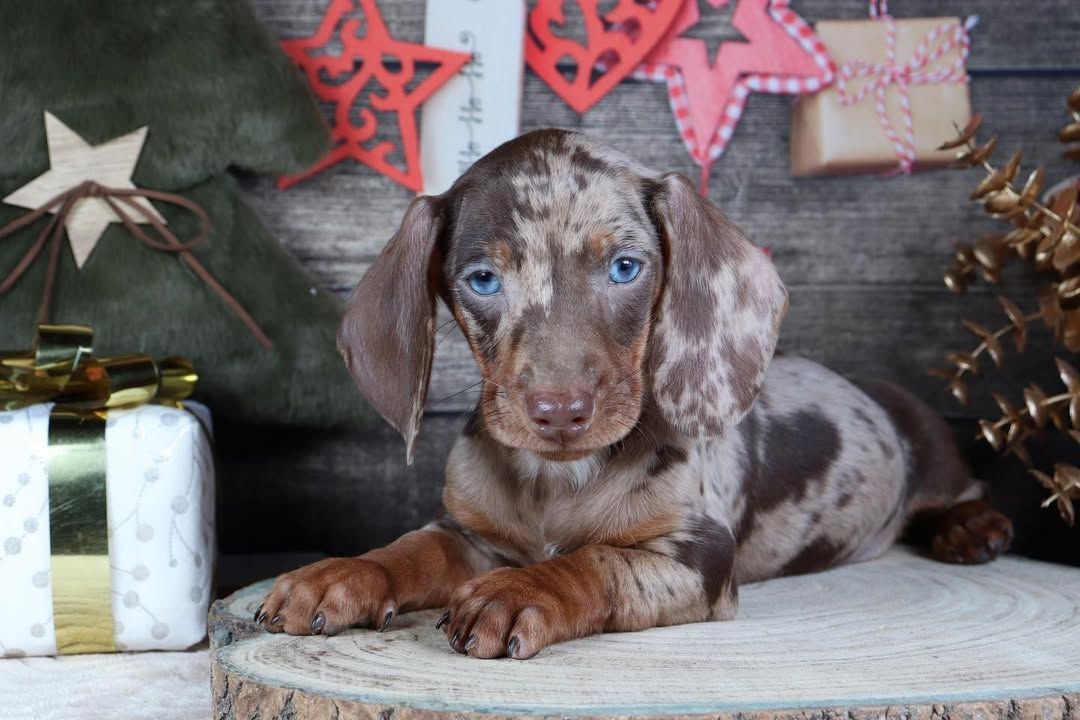 Zuckersüße Rabauken sind bereit die Welt zu erobern Zwergdackel Dackel Welpen
