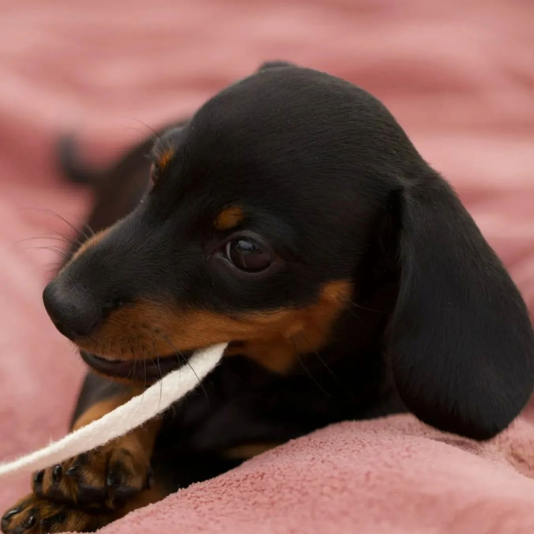 Sehr kleine Langhaar und Rauhaar Zwergdackel Welpen aus liebevoller Zucht