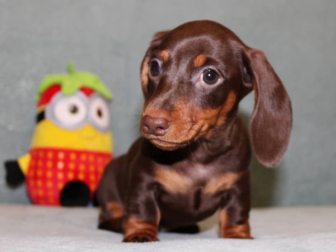 Amerikanischer Zwergdackel