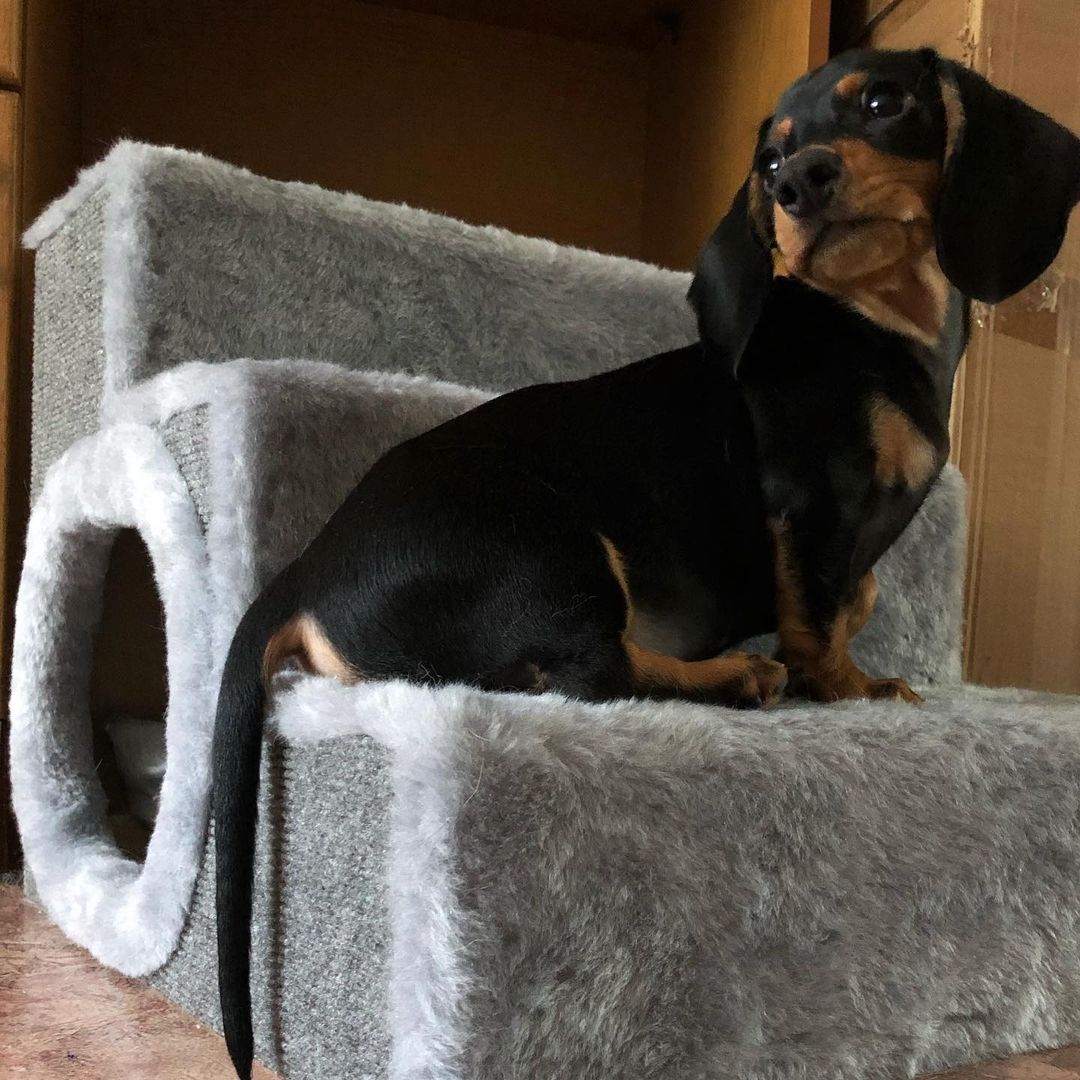 Amerikanischer Zwergdackel