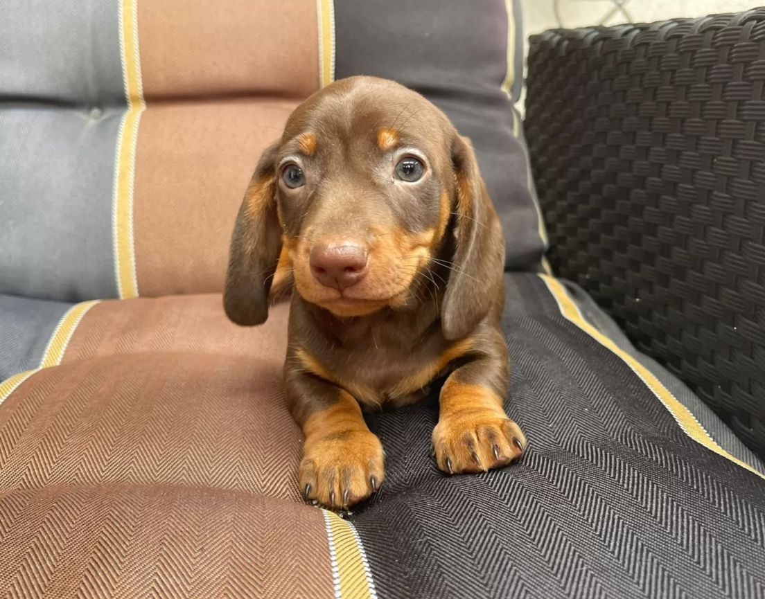 Amerikanischer Zwergdackel