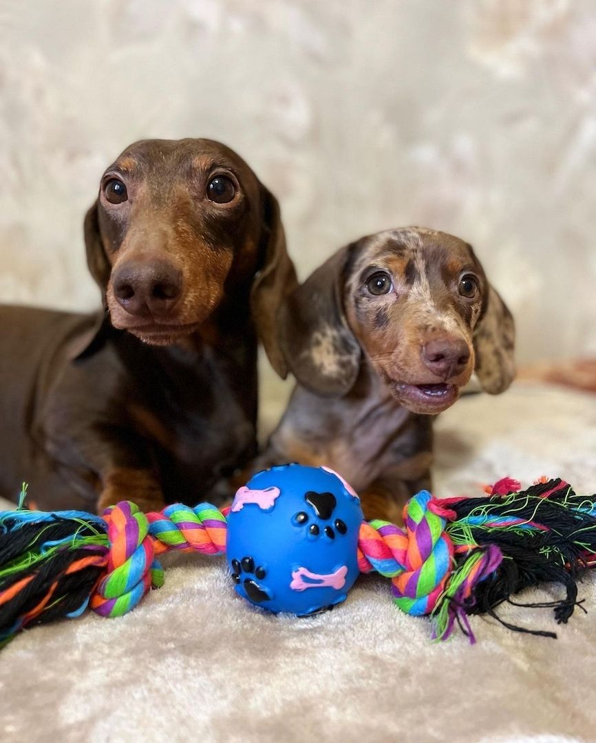 Traumhafte Zwergdackelchen suchen ihr Zuhause