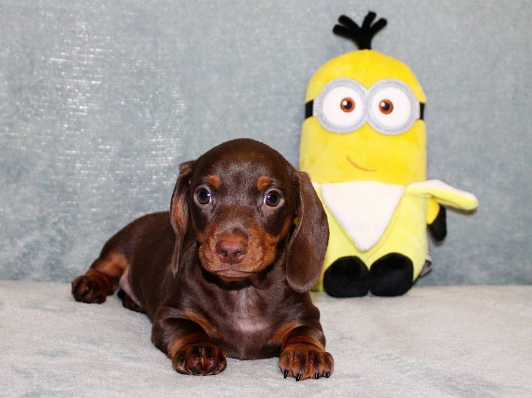 Traumhafte Zwergdackelchen suchen ihr Zuhause