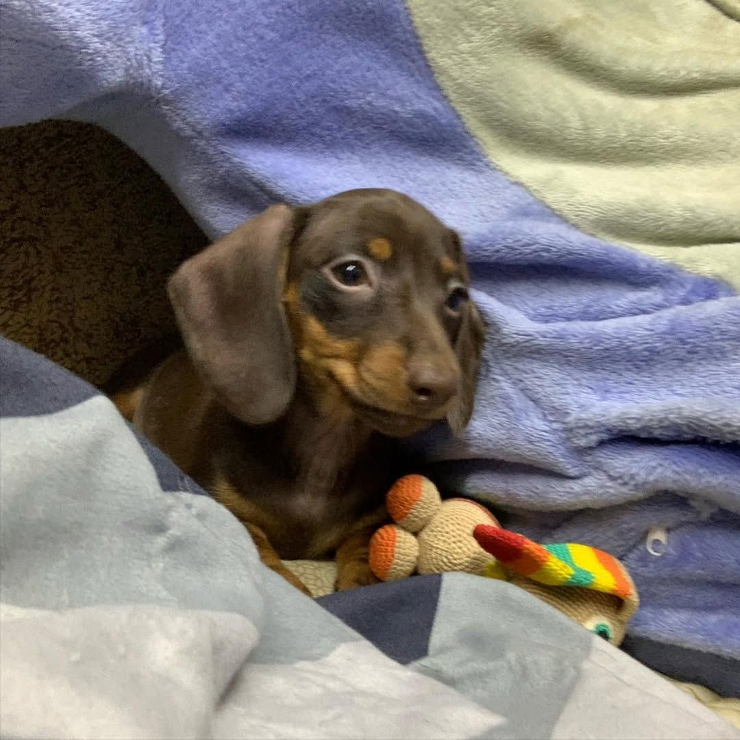 Traumhafte Zwergdackelchen suchen ihr Zuhause