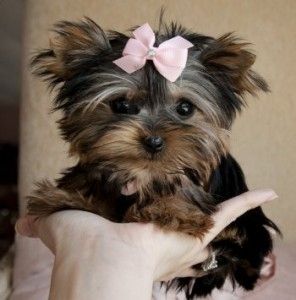 Yorkie-Welpen
