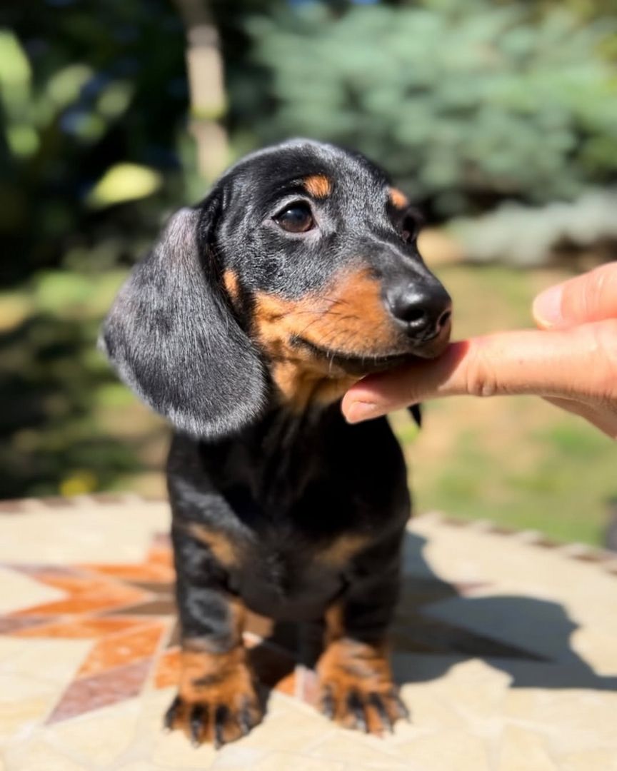 Liebevolle Dackelwelpen / Zwergdackelwelpen suchen ein Zuhause