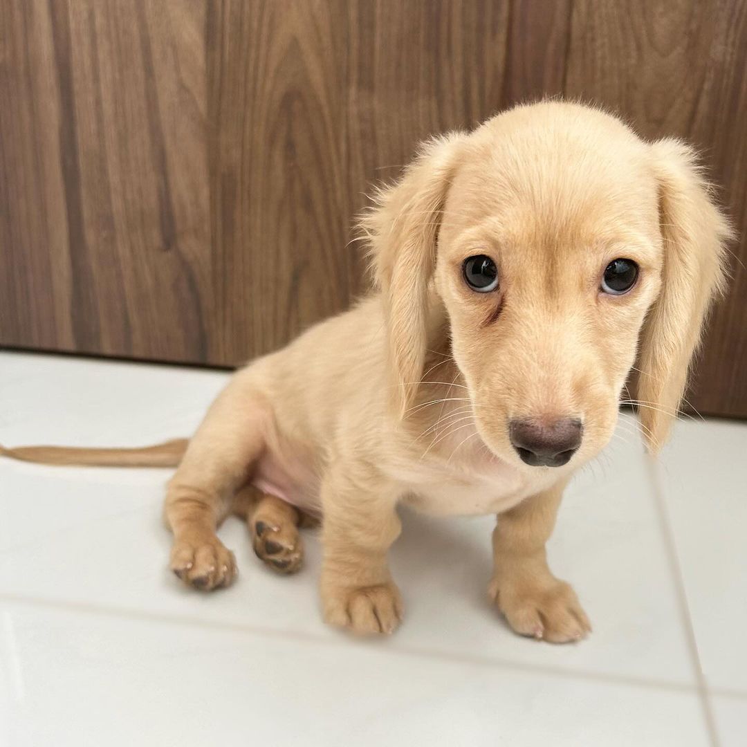 Liebevolle Dackelwelpen / Zwergdackelwelpen suchen ein Zuhause