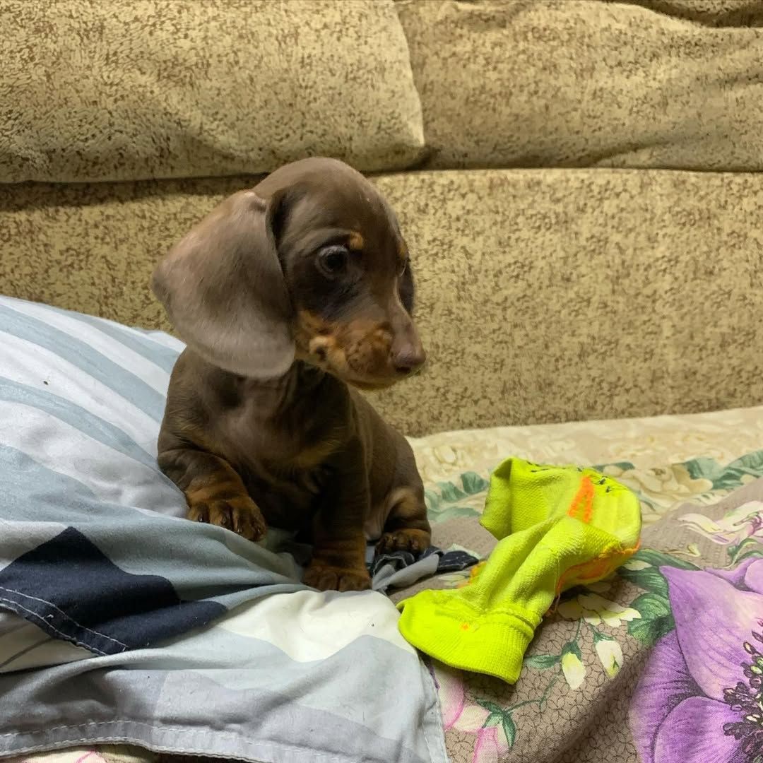 Liebevolle Dackelwelpen / Zwergdackelwelpen suchen ein Zuhause