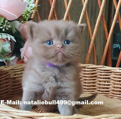 Britische Kurzhaar Katzen.