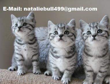 3 BKH-kitten Reinrassig ab sofort abgabebereit,,