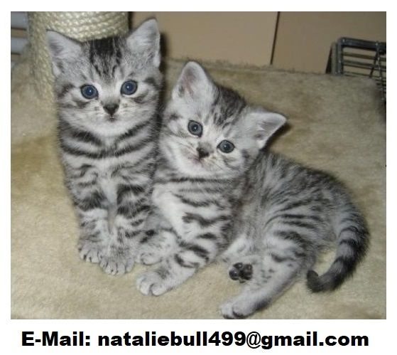 BKH Kitten mit Stammbaum Mädchen und Jungen,,