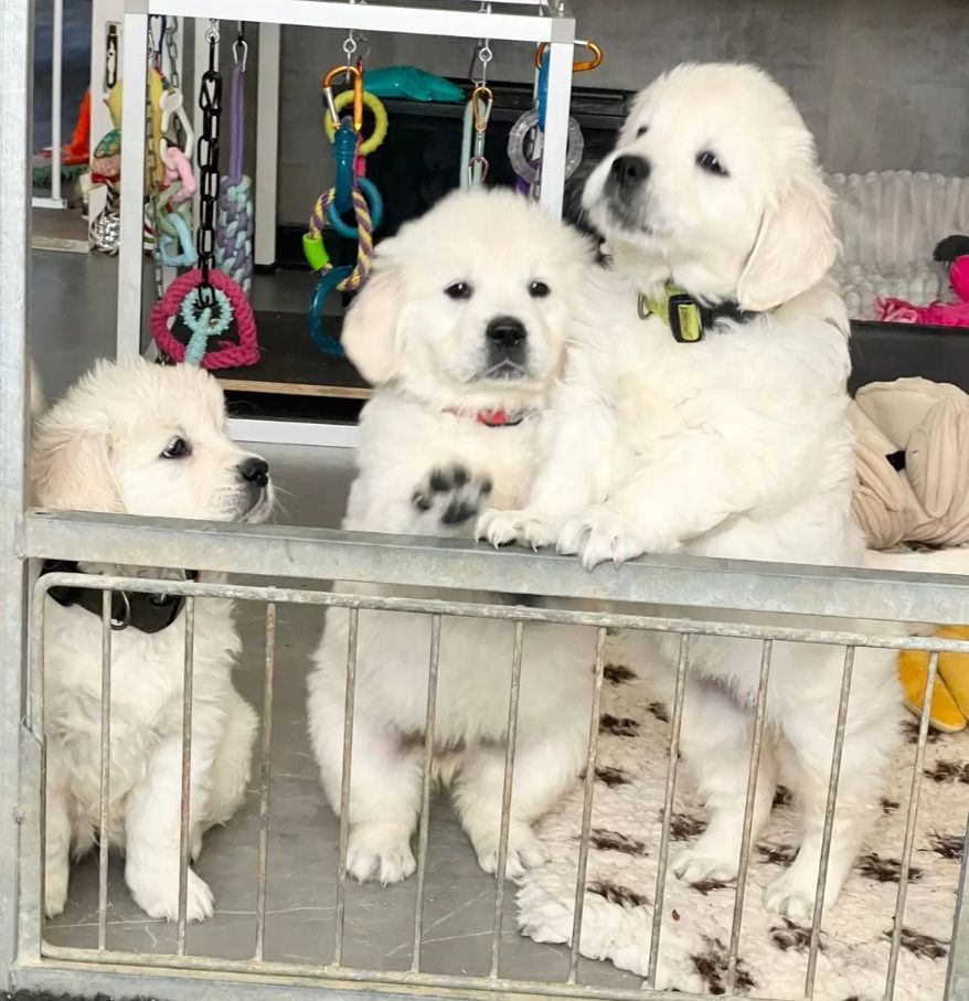 Golden Retriever Showlinie m. P.