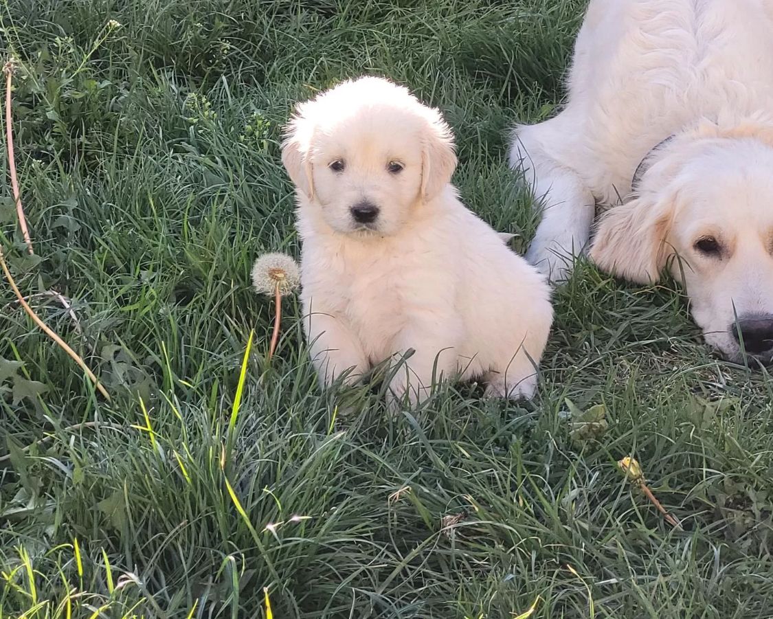 Golden Retriever Showlinie m. P.
