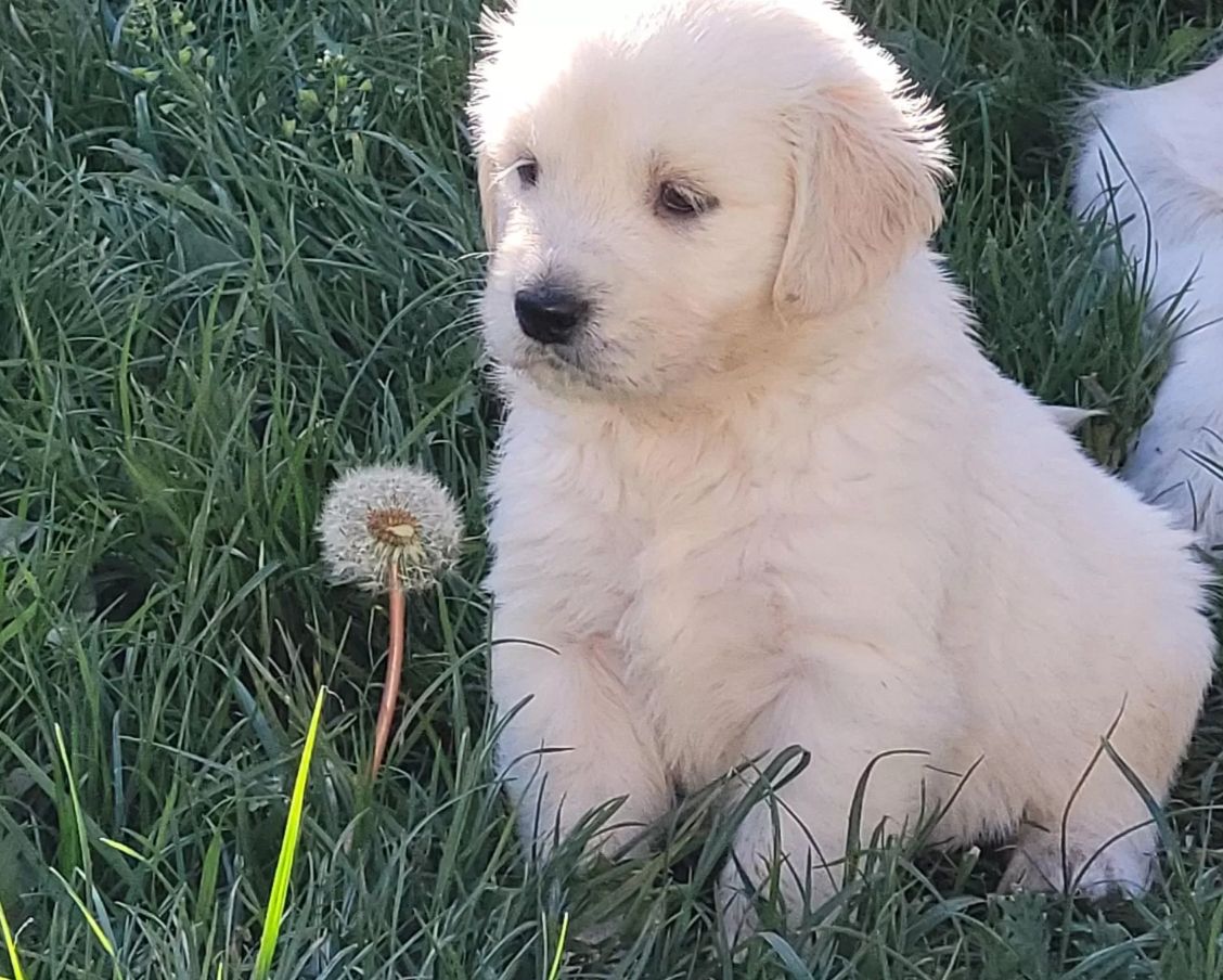 Golden Retriever Showlinie m. P.